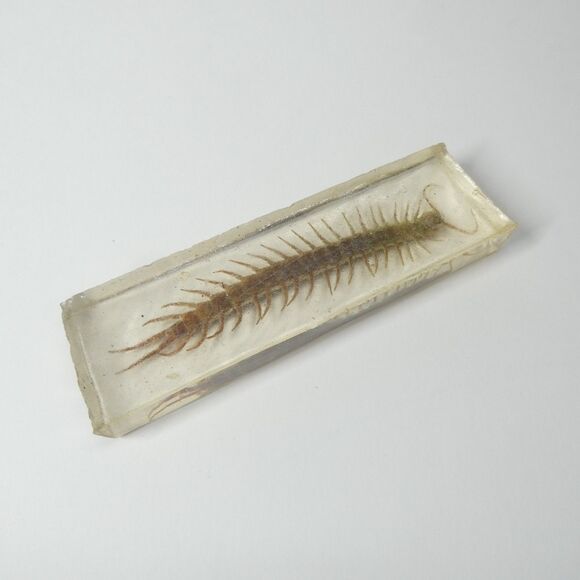 Centipede in Clear Resin Real Bug Display Insect Specimen 5.5" - Picture 7 of 9